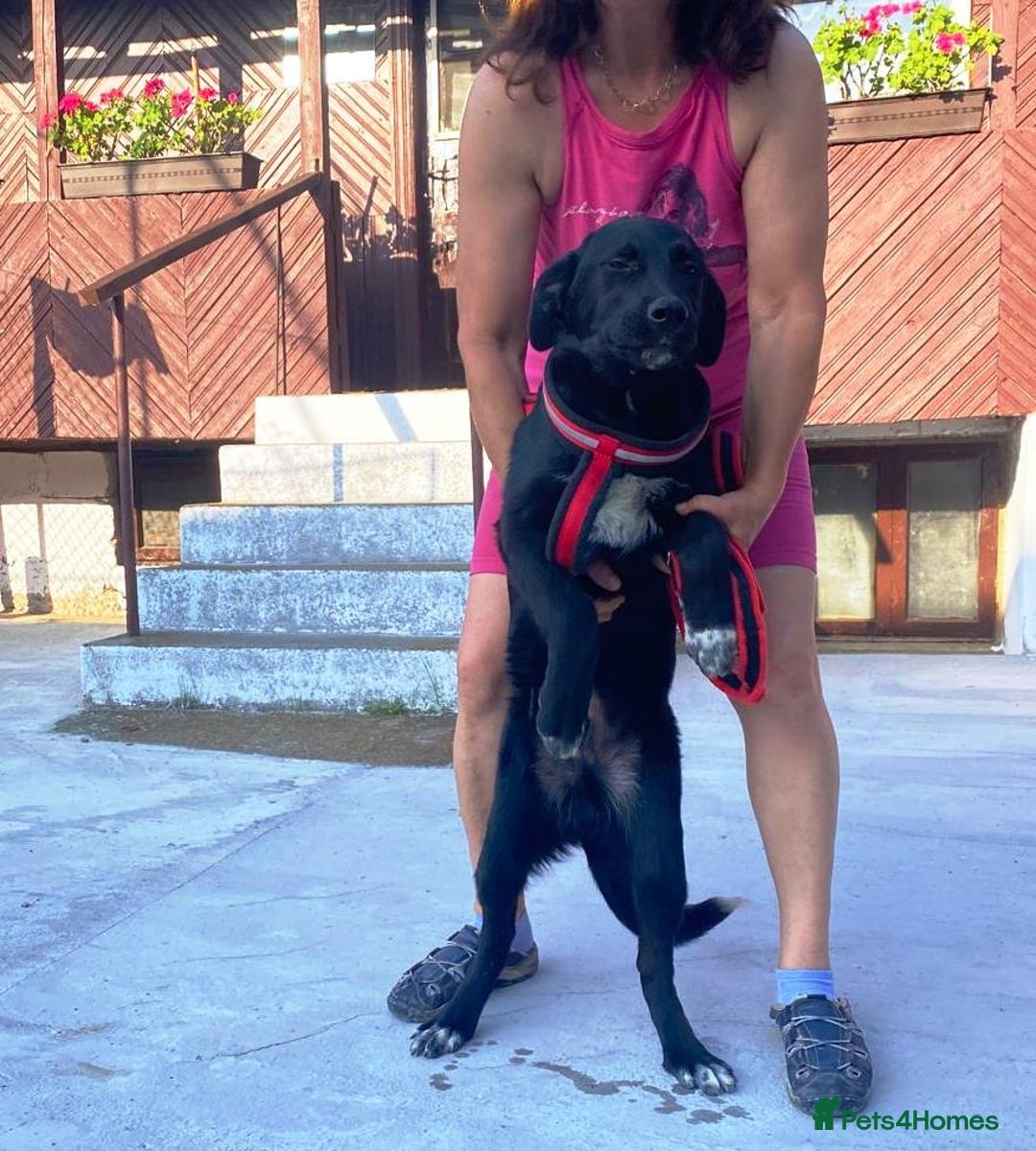 Mixed Breed dogs for adoption: Meet BLUE !  A lovely young boy, for a Loving Home - Image 34