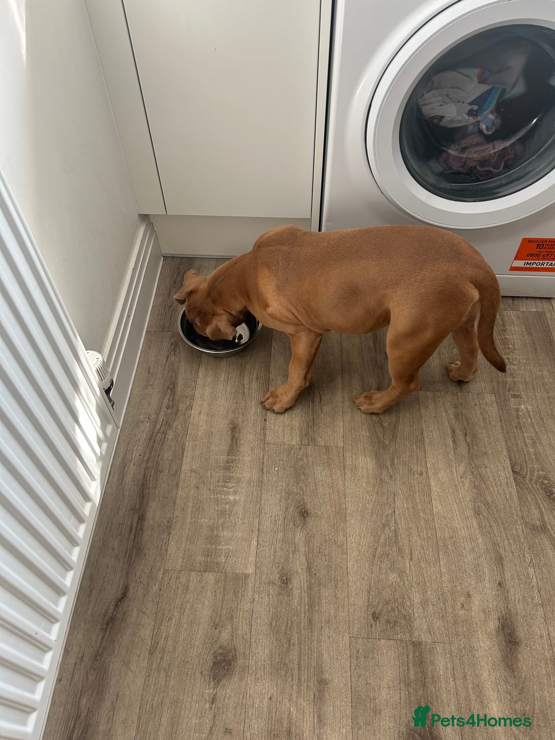 Olde English Bulldogge dogs for sale: Old English bulldog  - Image 3