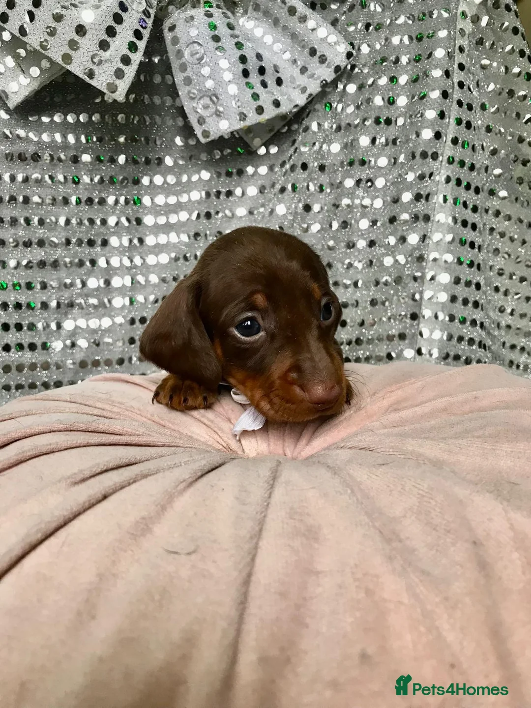 Miniature Dachshund dogs for sale: 🐶 4 miniature duschund puppies🐕 - Advert 19