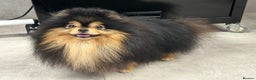 Pomeranian dogs for stud: Stunning Black and Tan for stud only in Lanark - Advert 7