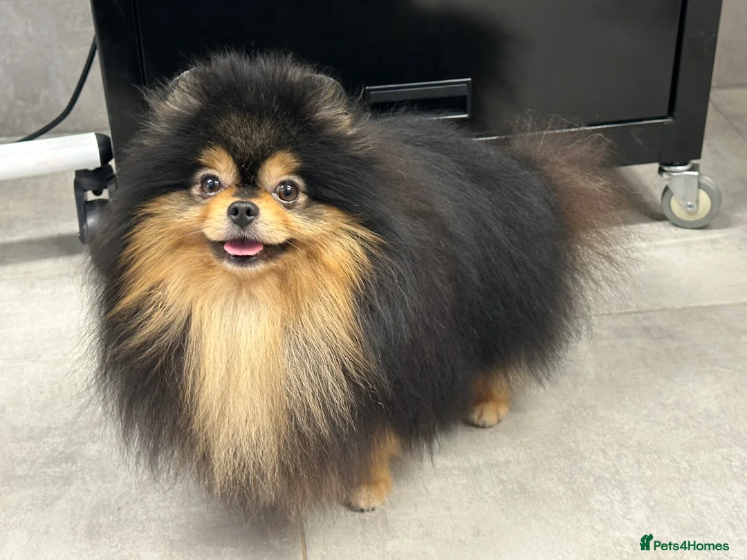 Pomeranian dogs for stud: Stunning Black and Tan for stud only in Lanark - Advert 7