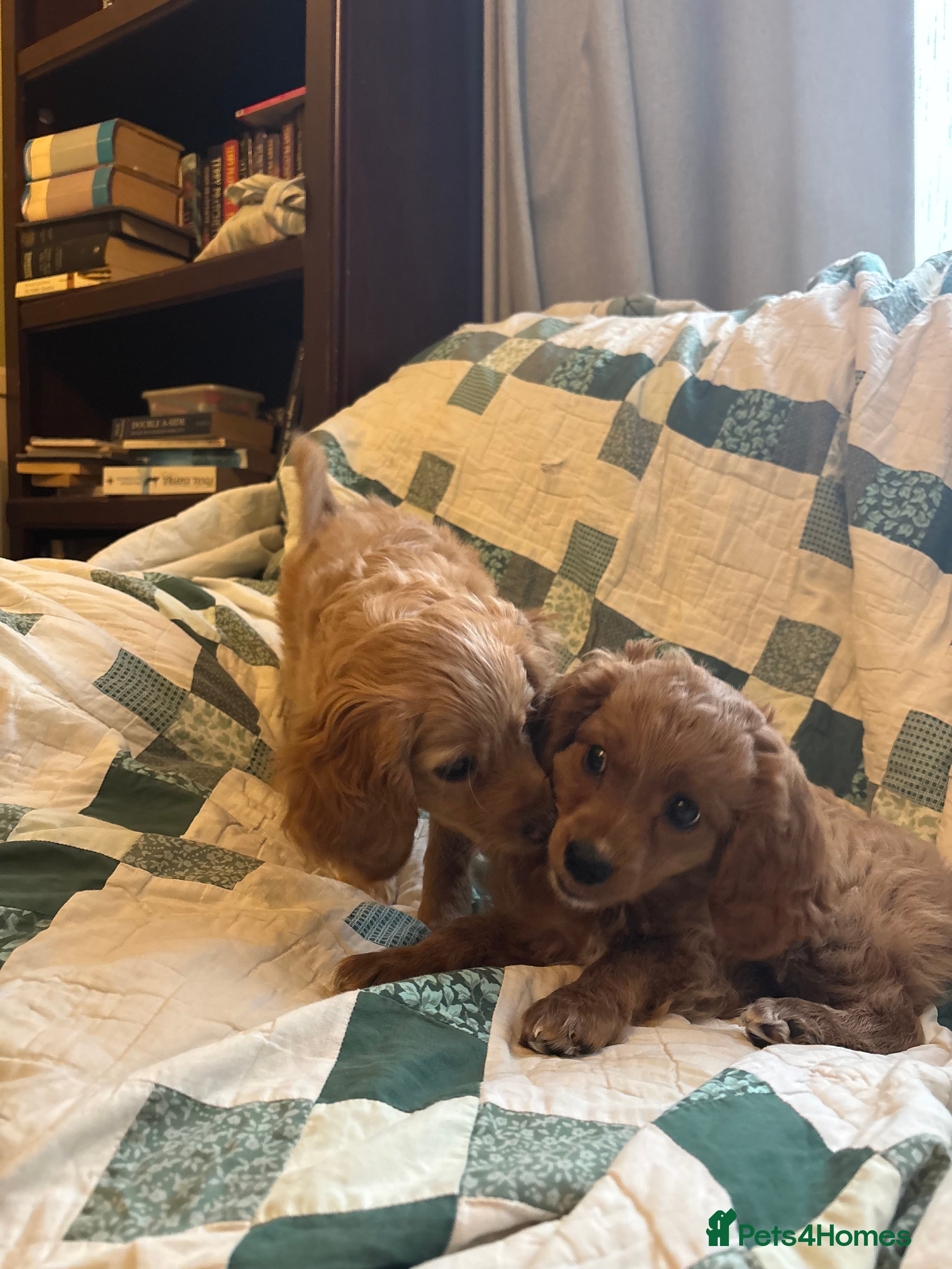 Cavapoo dogs Beautiful litter of F2 Cavapoo puppies - Advert 15