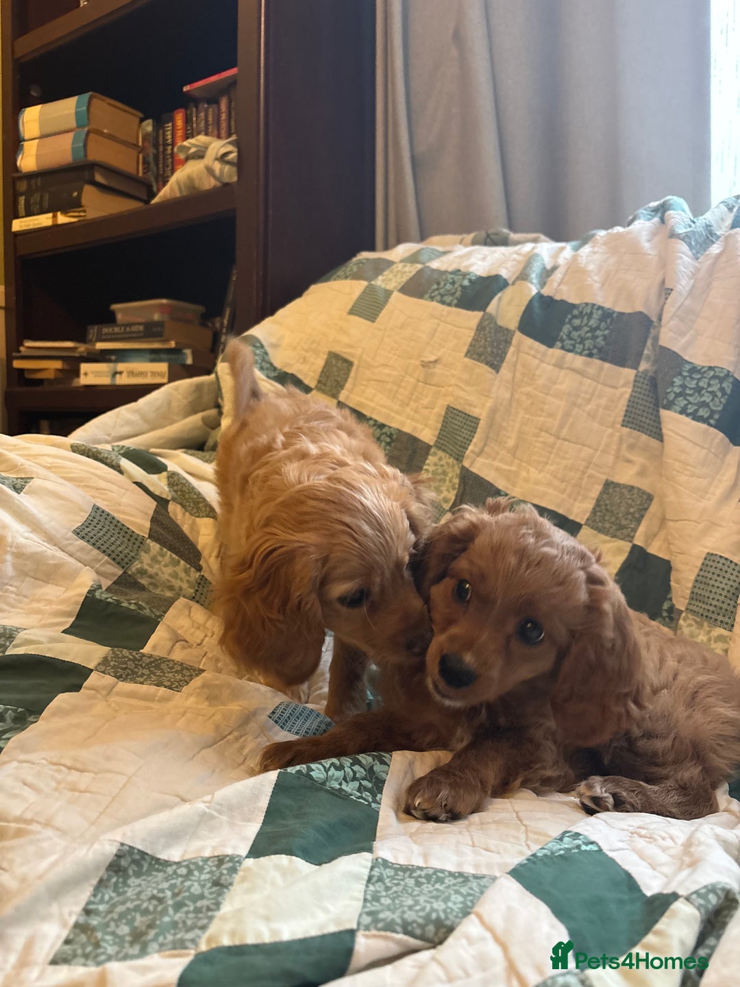 Cavapoo dogs for sale: Beautiful litter of F2 Cavapoo puppies - Advert 1