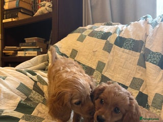 Cavapoo dogs Beautiful litter of F2 Cavapoo puppies - Advert 3