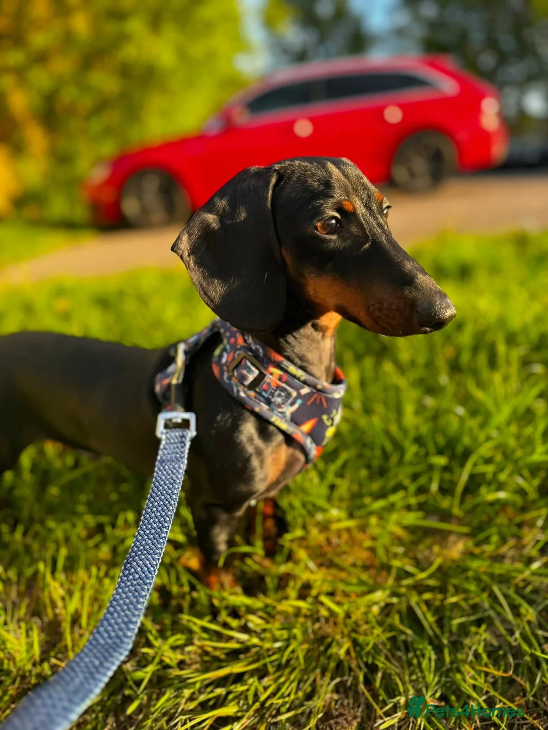 Miniature Dachshund dogs for sale: Miniature daschunds 2 girls - Advert 5