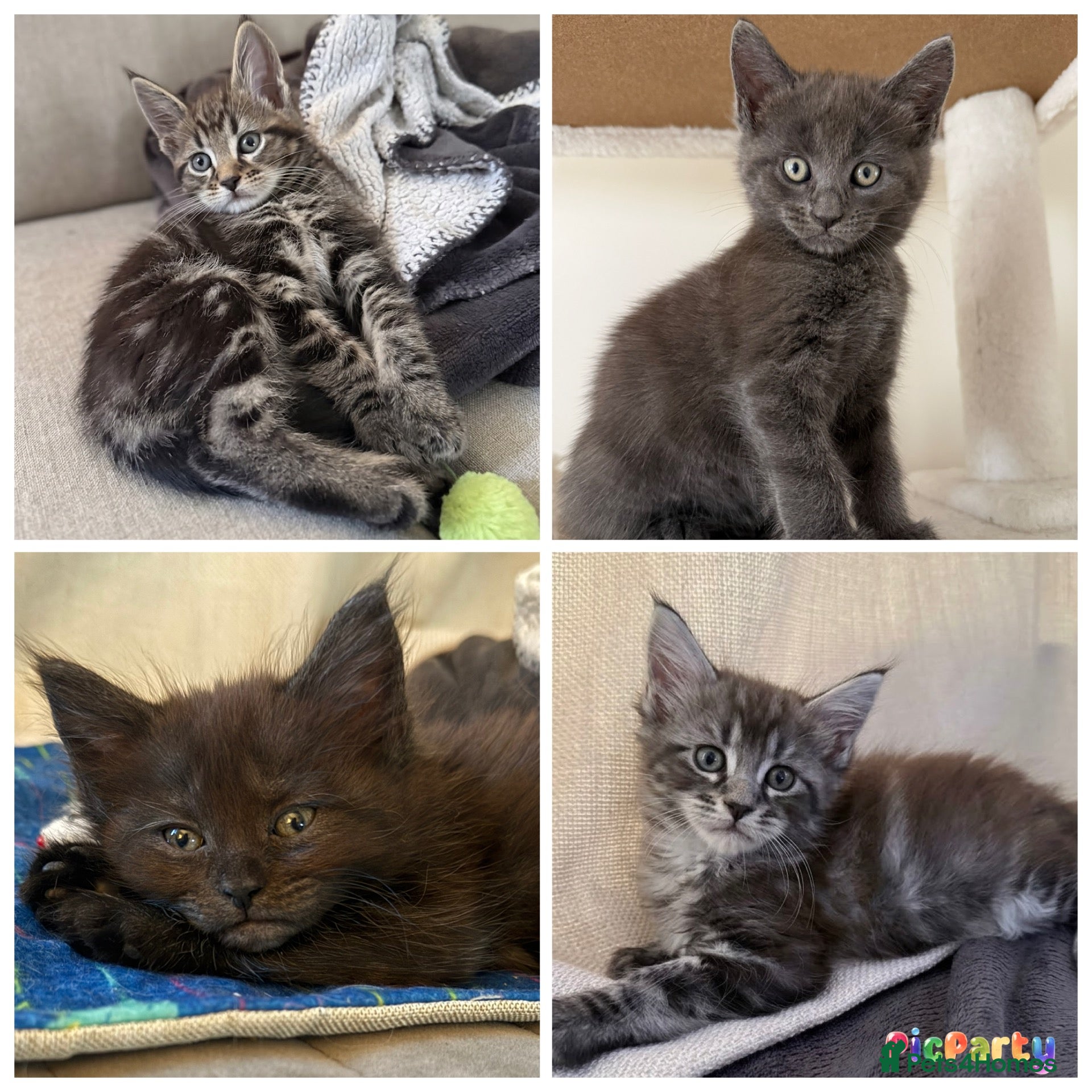 Maine Coon cats Beautiful 100% Maine Coon kittens - Advert 15