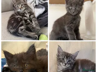 Maine Coon cats Beautiful 100% Maine Coon kittens - Advert 15