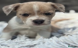 Mixed Breed dogs for sale: Stunning chunky Jack Russell x puppies, ready fri - Image 9