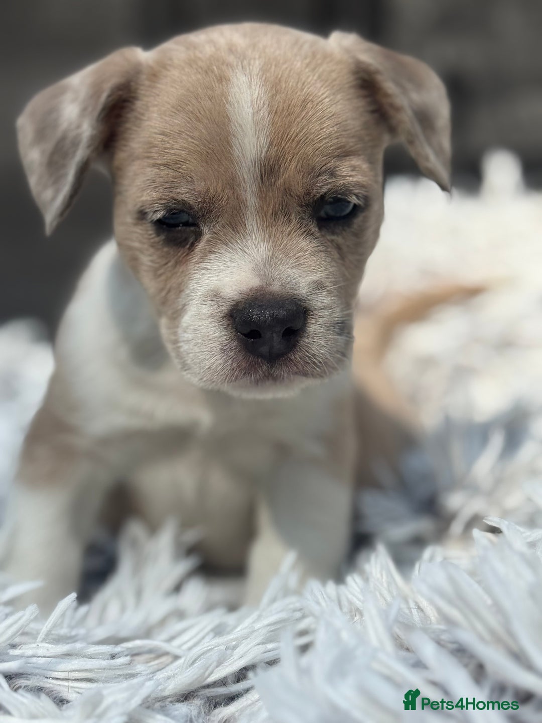 Mixed Breed dogs for sale: Stunning chunky Jack Russell x puppies, ready fri - Image 9