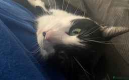 Domestic Shorthair cats for sale: Beautiful Nala - Image 4