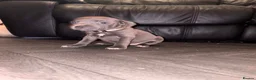 Staffordshire Bull Terrier dogs for sale: READY NOW! Beautiful KC Staffy Puppies - Advert 2