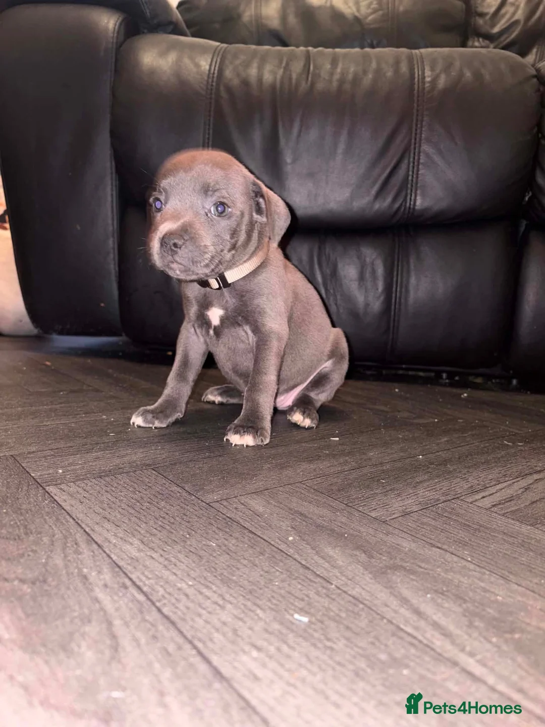 Staffordshire Bull Terrier dogs for sale: READY NOW! Beautiful KC Staffy Puppies - Advert 2