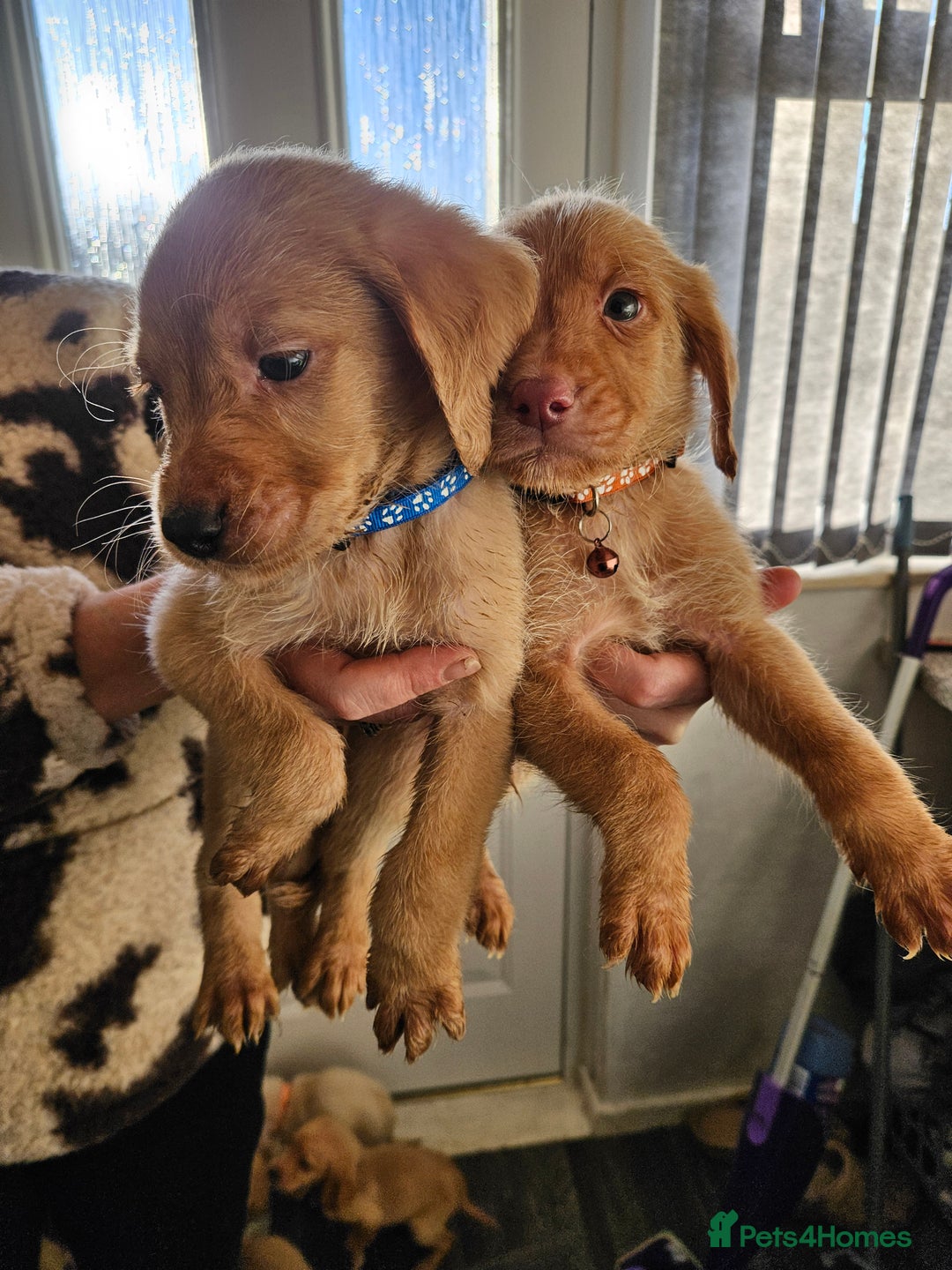 Labradoodle dogs for sale: 9 gorgeous labradoodles, red fox and cream - Advert 21