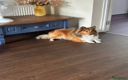 Shetland Sheepdog dogs for sale: Beautiful sable Shetland sheepdog puppies  - Image 5