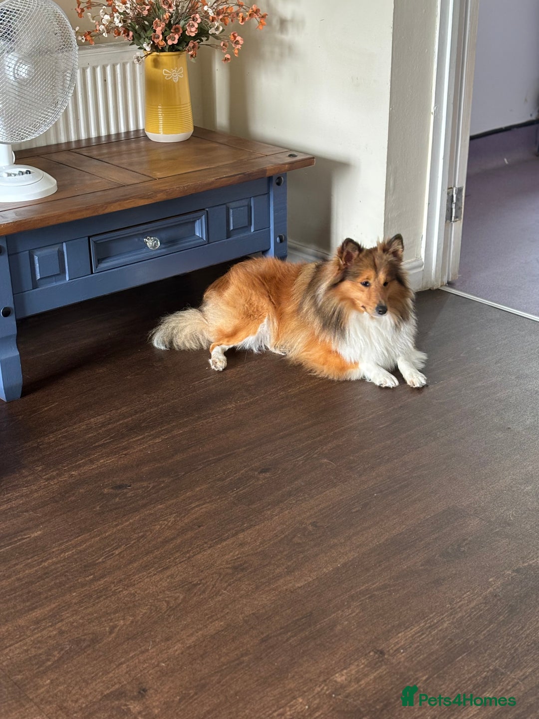 Shetland Sheepdog dogs for sale: Beautiful sable Shetland sheepdog puppies  - Image 5