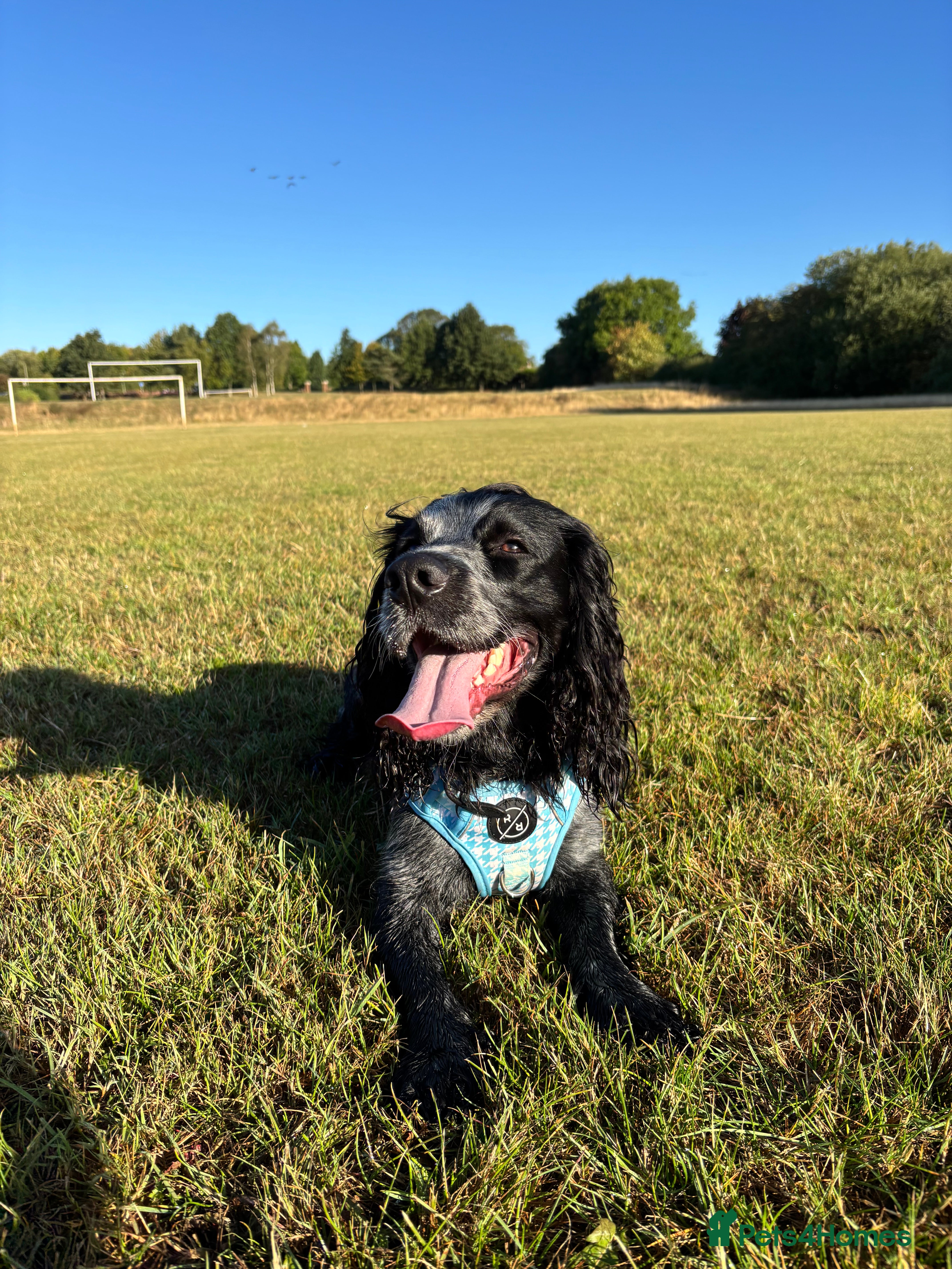 Cocker Spaniel dogs Scooby cocker spaniel - Advert 1