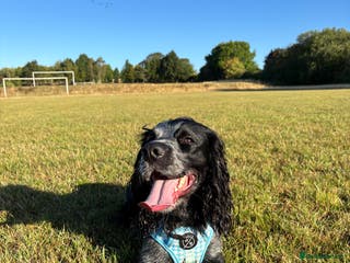 Cocker Spaniel dogs Scooby cocker spaniel - Advert 6