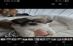 Shih Tzu dogs for sale: 6 Adorable FULL BREED Shih Tzu boy puppies.  - Image 3