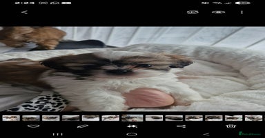 Shih Tzu dogs - Advert 12