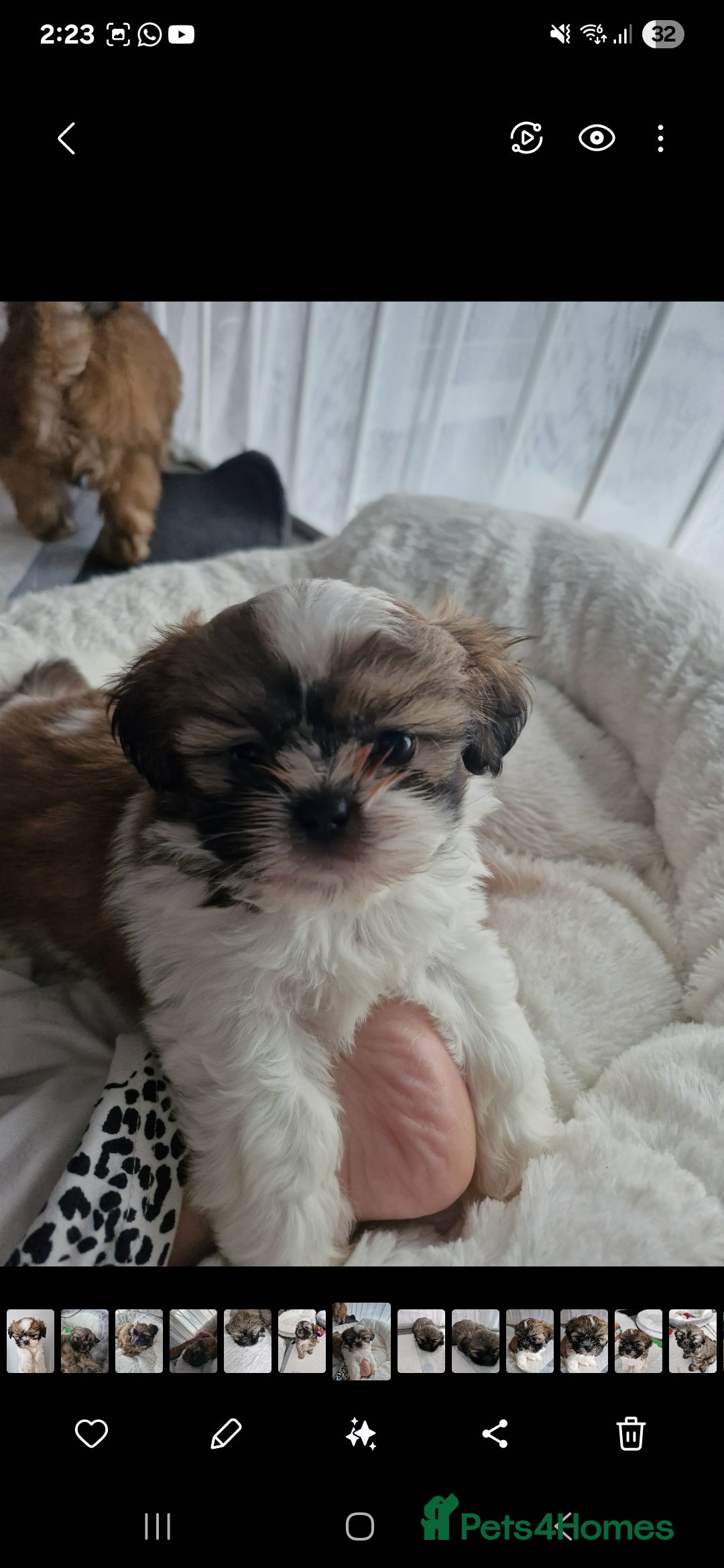 Shih Tzu dogs for sale: 6 Adorable FULL BREED Shih Tzu boy puppies.  - Image 3