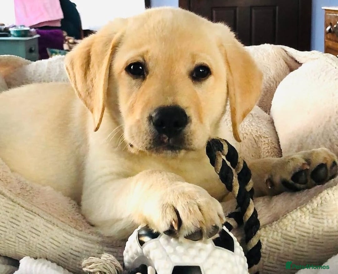 Labrador Retriever dogs for sale: Labrador puppies - Advert 11