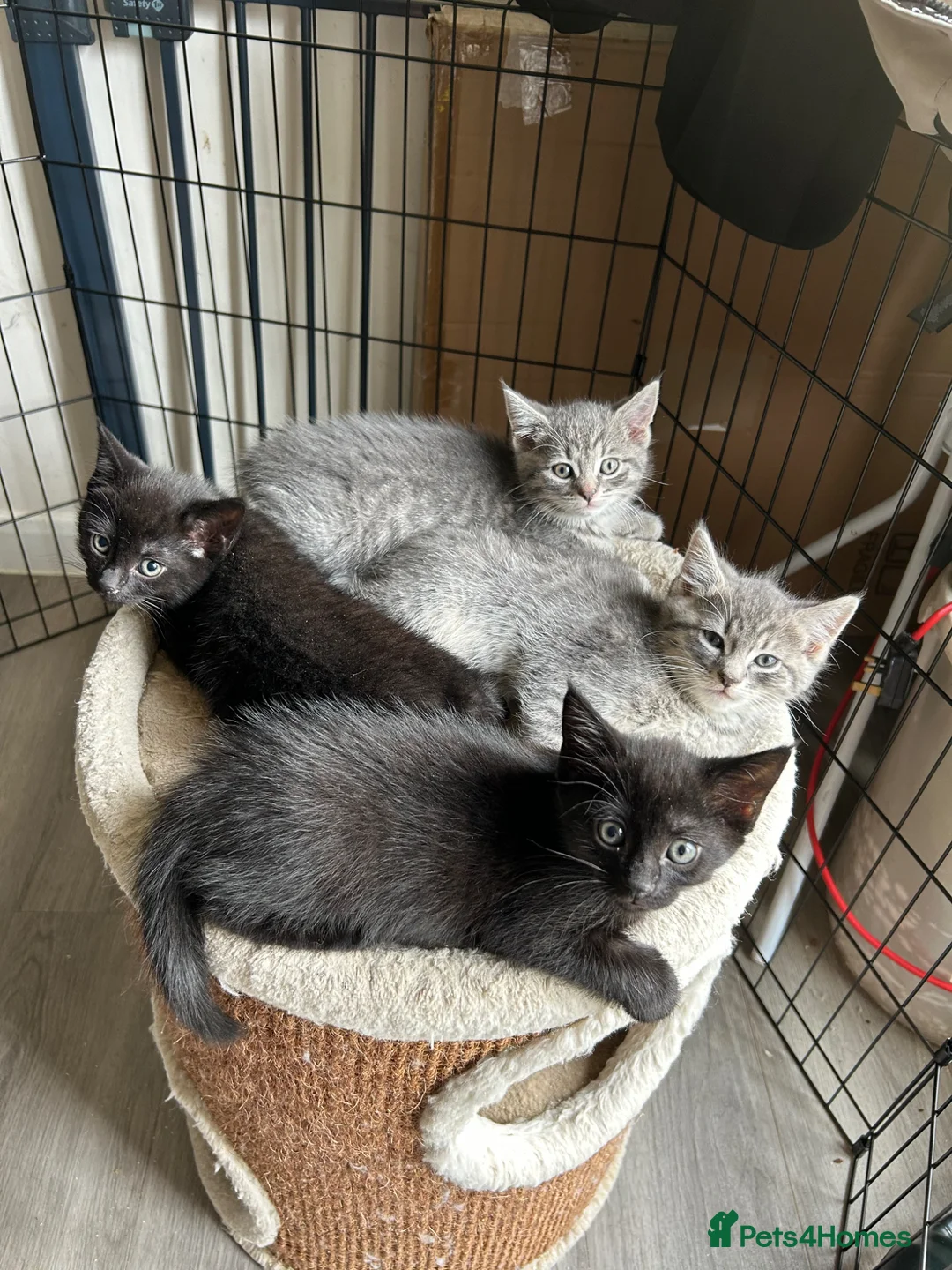 Mixed Breed cats for sale: Ready for new homes now! in Lichfield - Advert 1