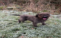 Mixed Breed dogs for sale: Border x Bedlington Female  - Image 6
