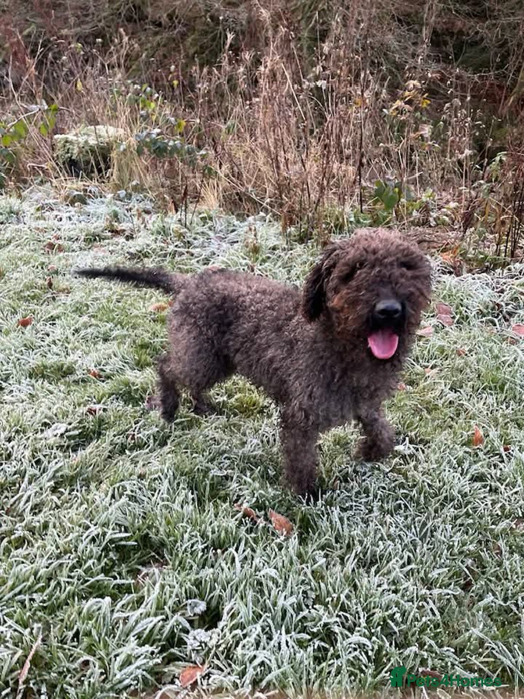Mixed Breed dogs for sale: Border x Bedlington Female  - Image 6