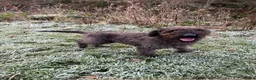 Mixed Breed dogs for sale: Maggie - Border X Bedlington Terrier - Advert 4