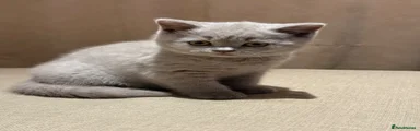 British Shorthair 2