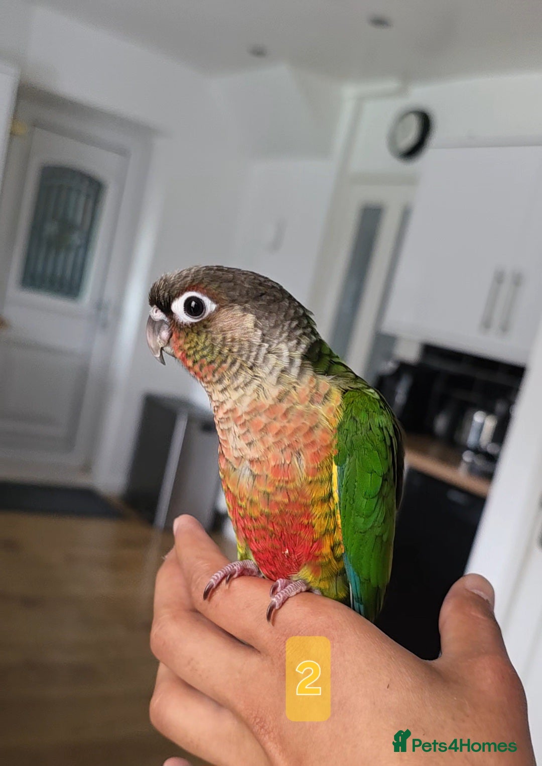 Conures birds for sale: Handreared Tame Baby Conures  - Image 6