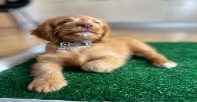 Cockapoo dogs - Advert 11