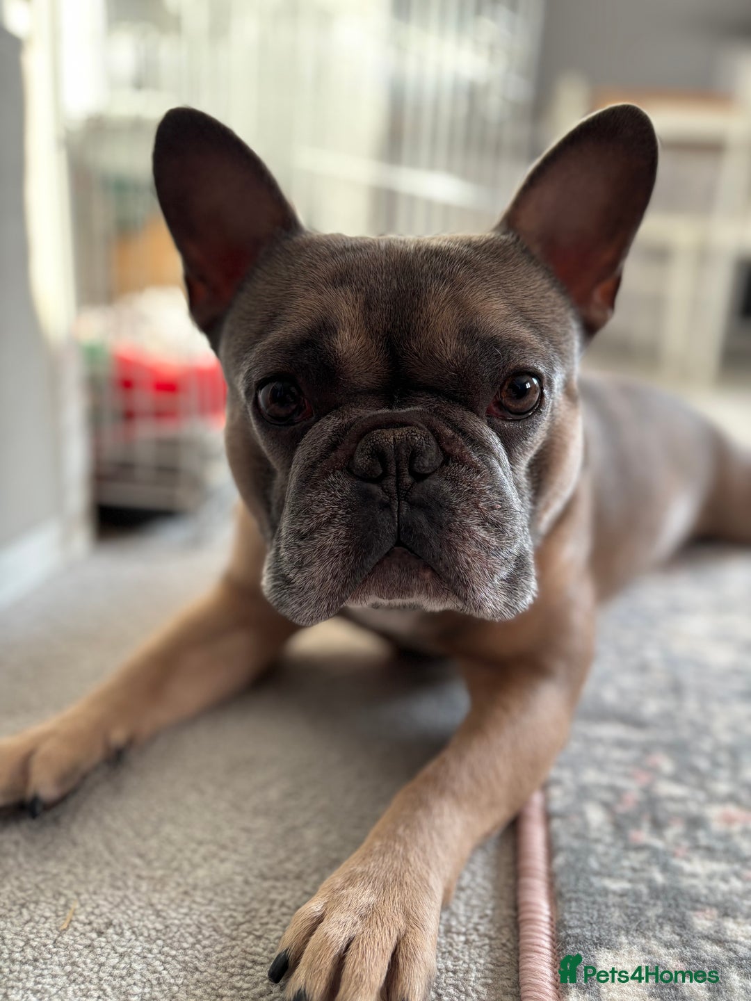 French Bulldog dogs for sale: Rocco- 4yr old French bulldog male  - Advert 5