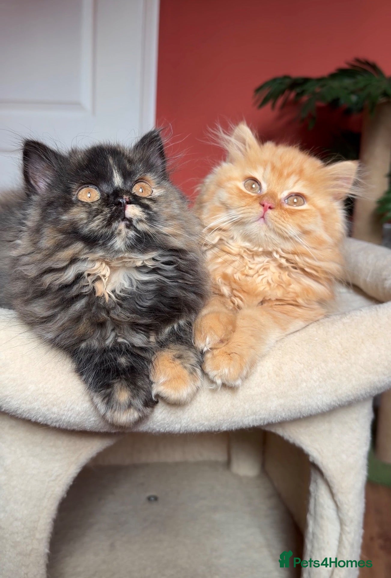 British Longhair cats ✨Top quality British longhair kittens✨ - Advert 5