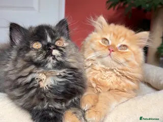 British Longhair cats ✨Top quality British longhair kittens✨ - Advert 5