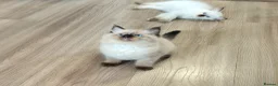 Ragdoll cats for sale: 2 beautiful fluffy ragdoll kittens - Advert 20