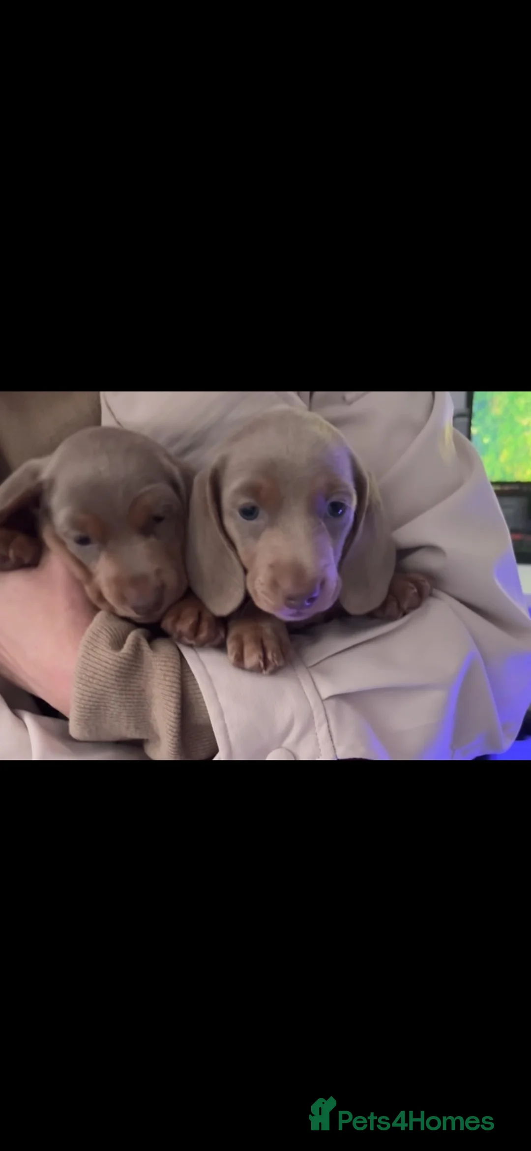 Dachshund dogs for sale: Kc registered minature lilac dachshund - Advert 1