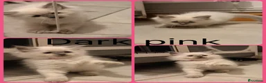 Pink