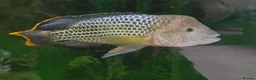 Cichlids fish for sale: Green terror cichlid and Oscar in Abingdon - Advert 2