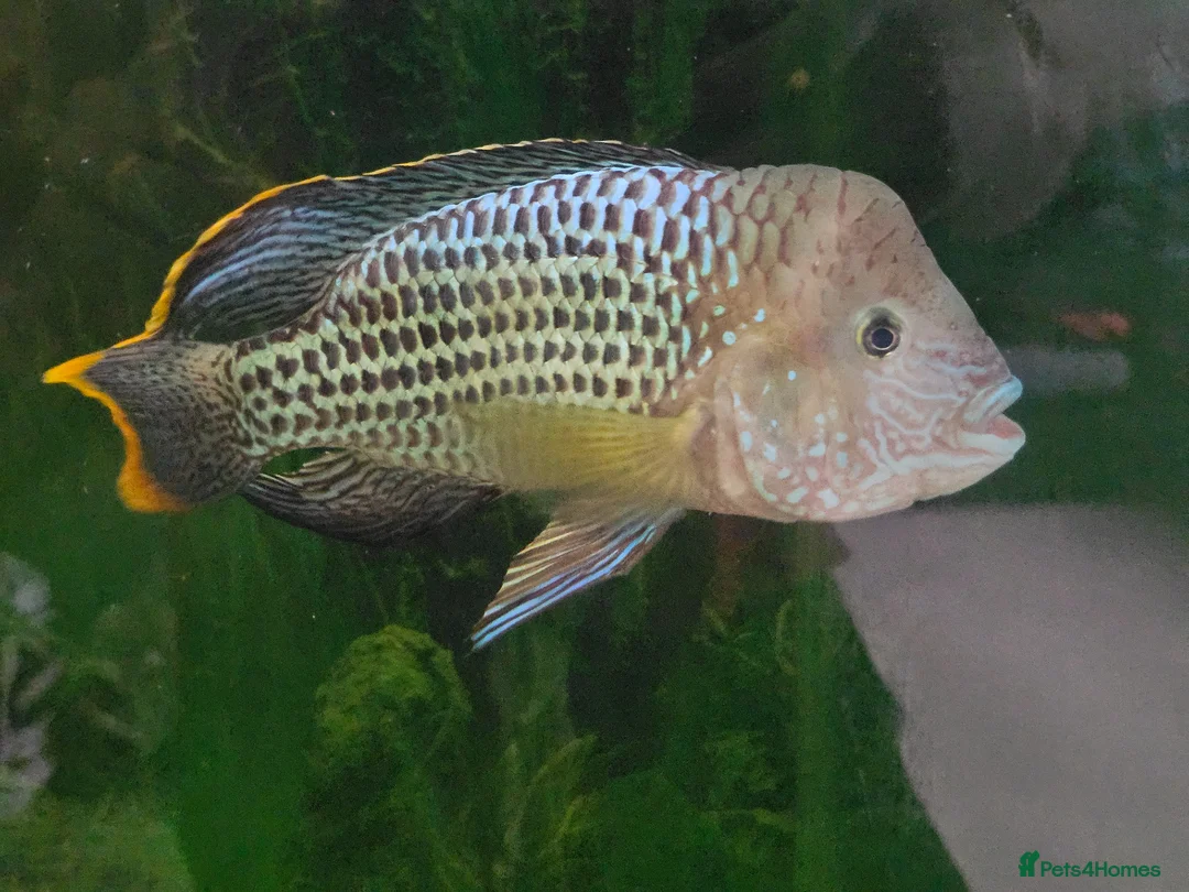 Cichlids fish for sale: Green terror cichlid and Oscar in Abingdon - Advert 2