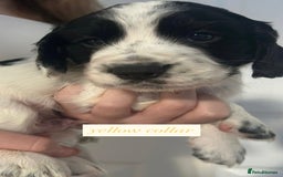 Sprocker dogs for sale: Sprocker puppies. Ready to leave 10th October.  - Image 18