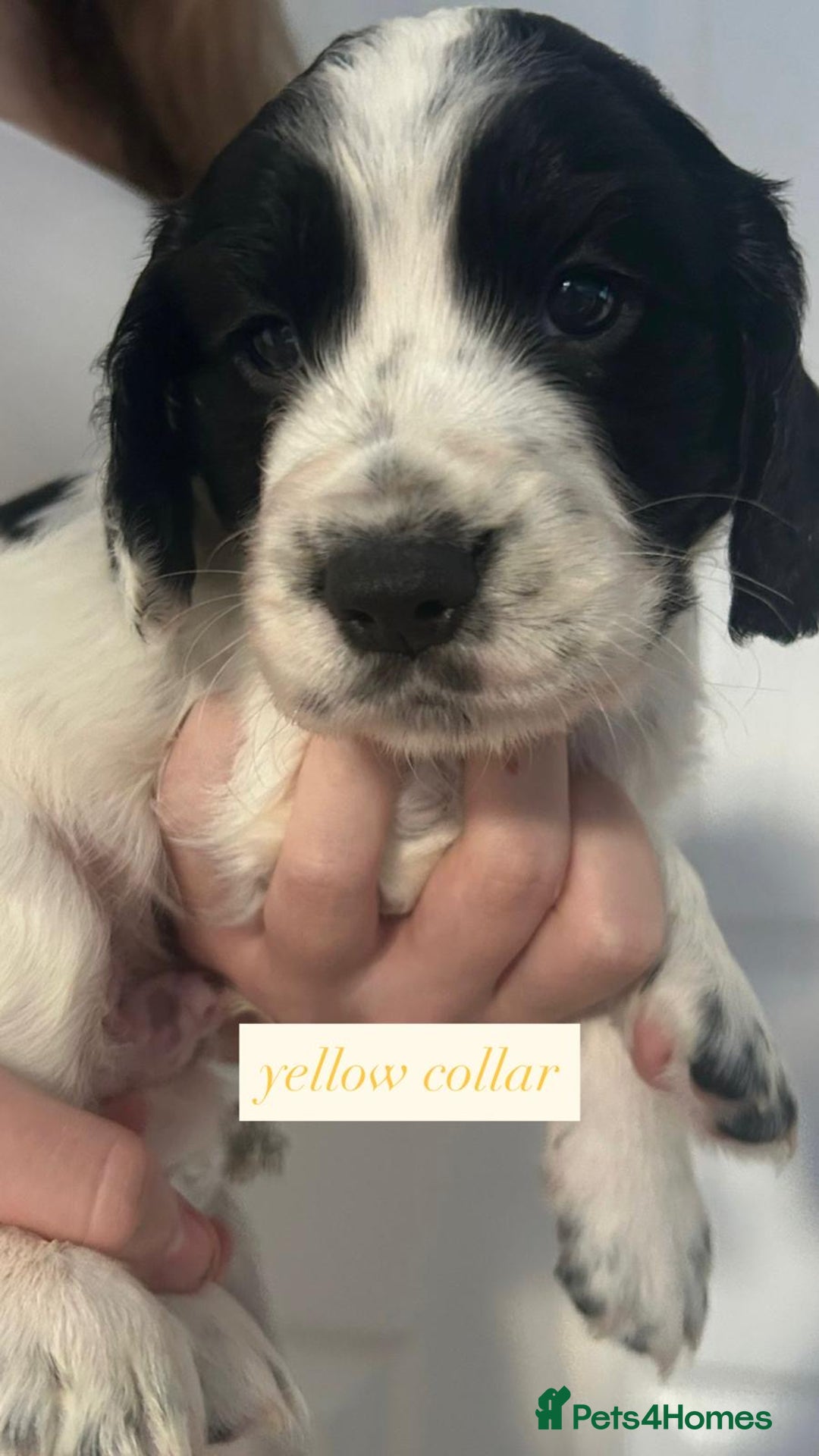 Sprocker dogs for sale: Sprocker puppies. Ready to leave 10th October.  - Image 18