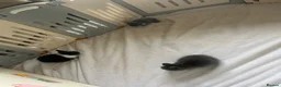 Lionhead rabbits for sale: Gorgeous double maned lionhead babies (6 weeks) - Advert 2