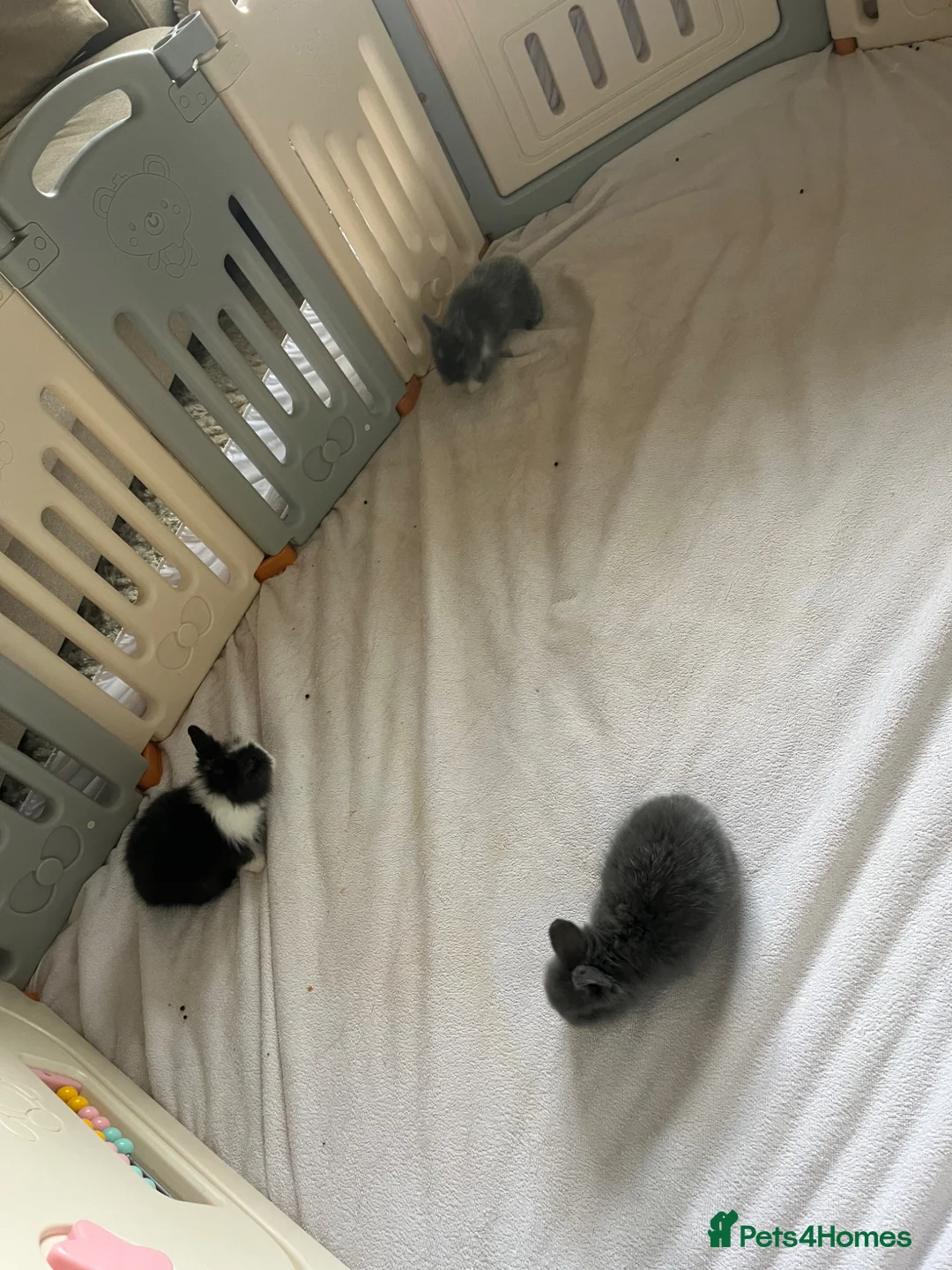 Lionhead rabbits for sale: Gorgeous double maned lionhead babies (6 weeks) - Advert 2