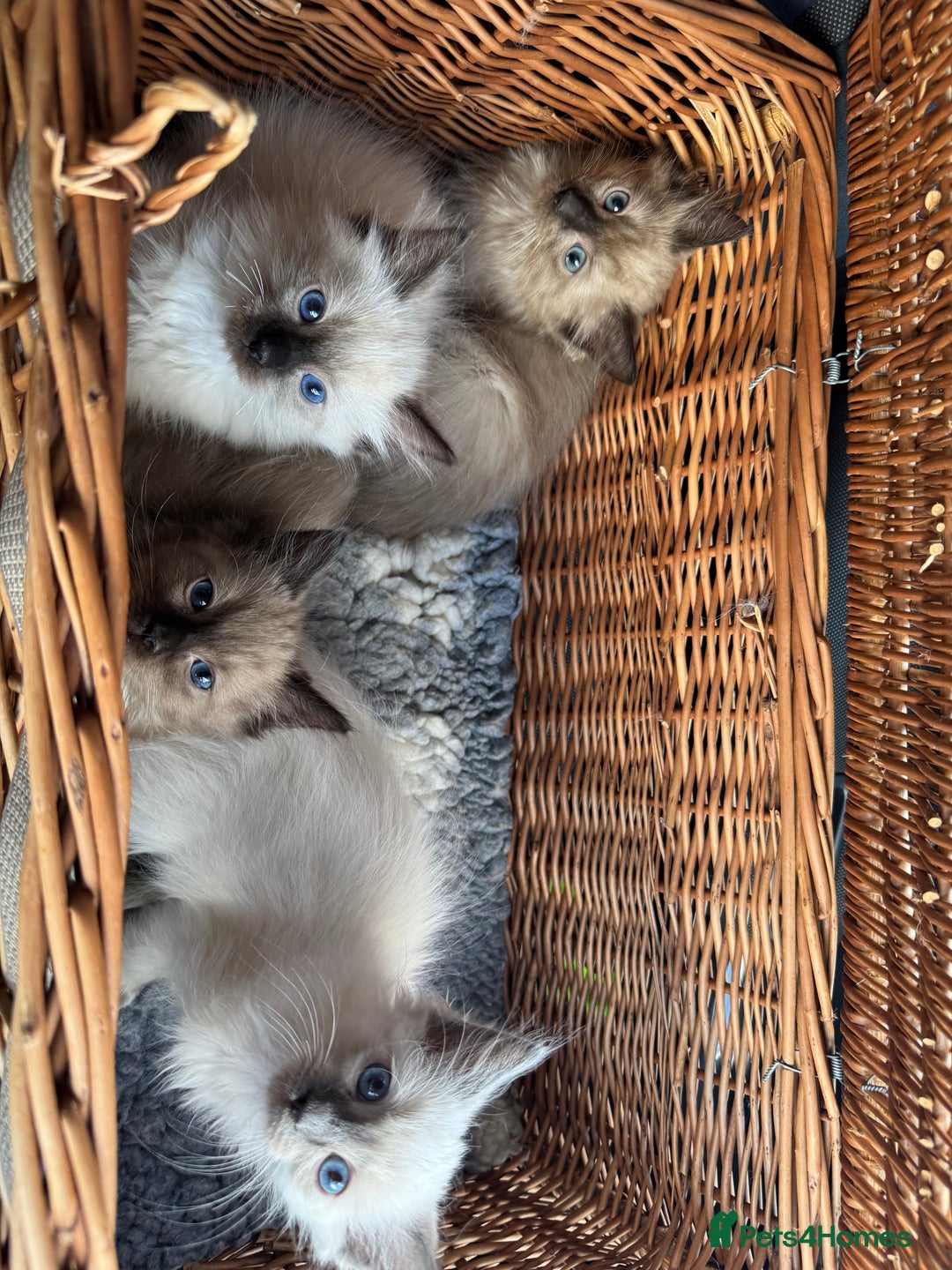 Ragdoll cats for sale: Beautiful Tica registered Ragdoll’s  - Image 20