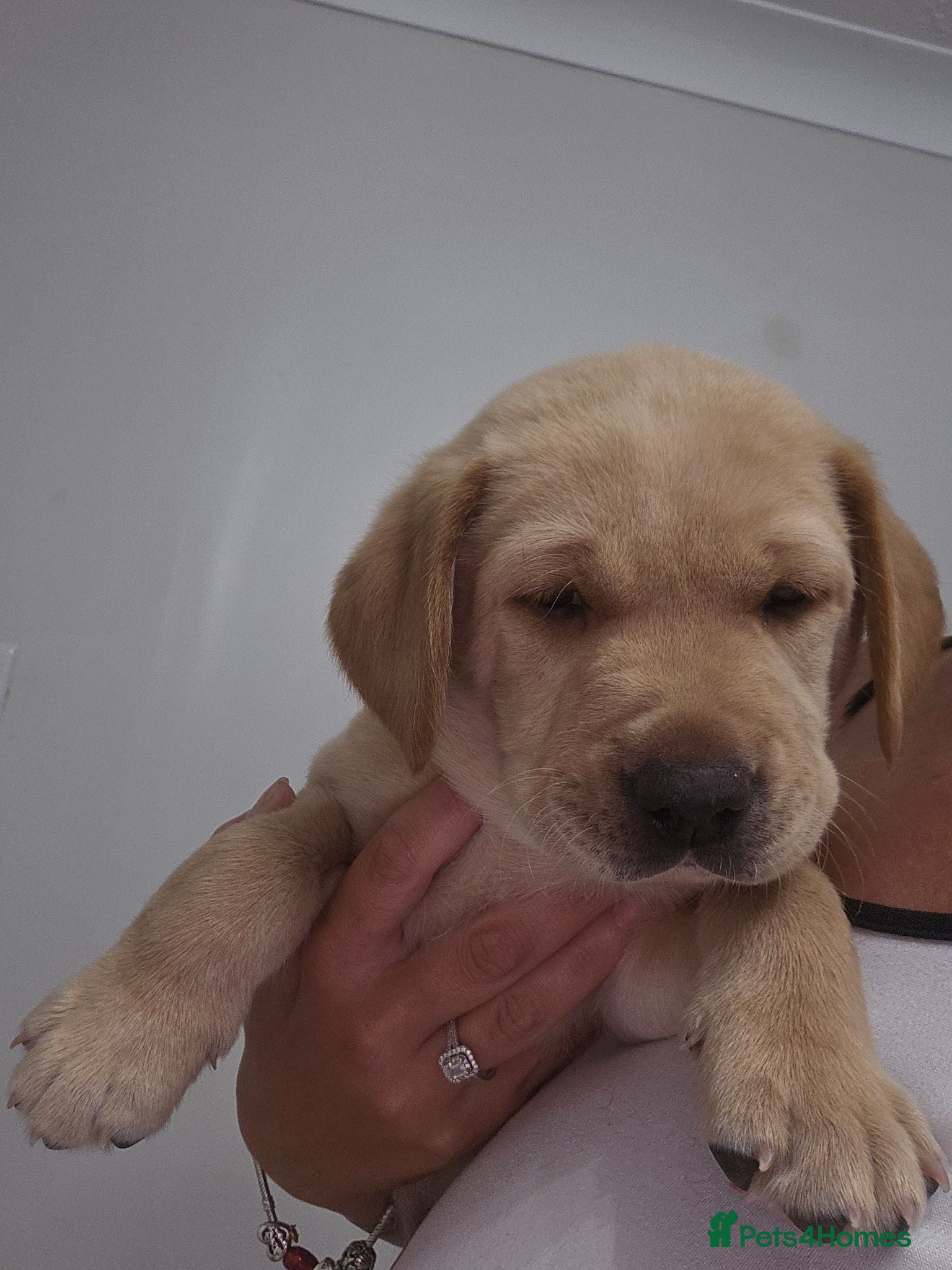 Labrador Retriever dogs Beautiful labrador for sale  - Advert 14