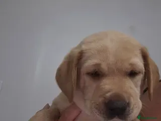 Labrador Retriever dogs Beautiful labrador for sale - Advert 1
