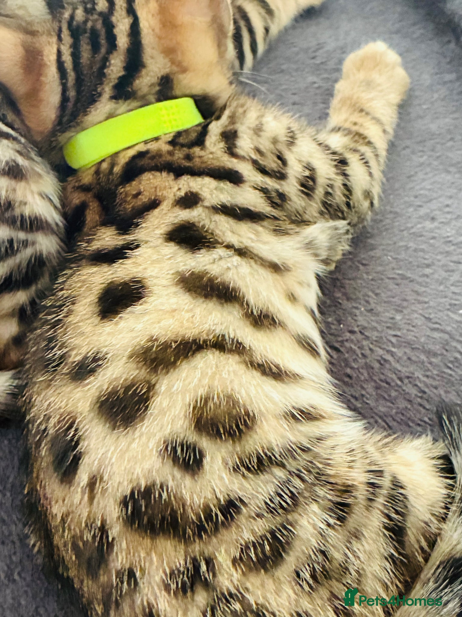 Bengal cats Beautiful Bengal Kittens available SOON!!! - Advert 1