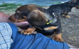 Dachshund dogs for sale: Wired haired dachshund  - Image 7