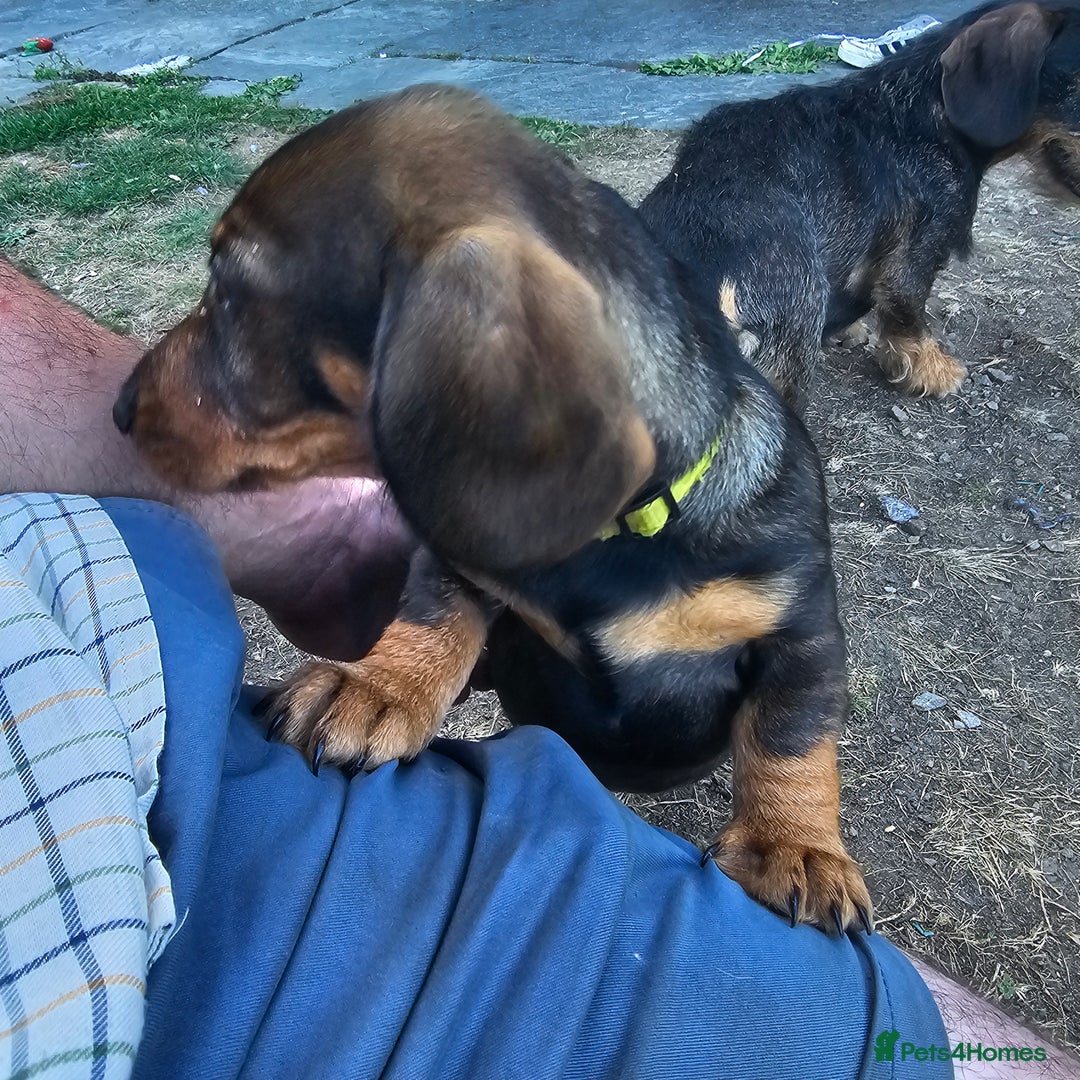 Dachshund dogs for sale: Wired haired dachshund  - Image 7